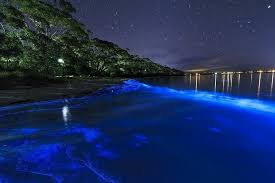 Bioluminescent Beach Puerto Rico Fajardo Bio Bay Fajardo Puerto Rico Affmktgadvs World Travel Bio Bay Fajardo Puerto Rico Two Out Of Nine Mus Puerto Rico Bioluminescence Favorite Places