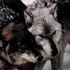 She's big and scary but super gentle really. Pin By Katherinafxx On Shusha Werewolf Aesthetic Fantasy Aesthetic Character Aesthetic