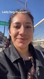 Ladybug Infestation Chicago