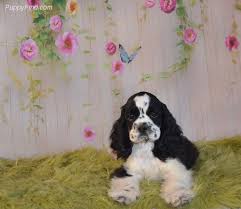 American Cocker Spaniel Black And White Black And White Parti Mix American Cocker Spaniel American Cocker Spaniel Cocker Spaniel Spaniel