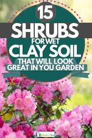 These plants flower in multiple colors, with variations from red, orange, pink, yellow, and white. 15 Shrubs For Wet Clay Soil That Will Look Great In Your Garden Garden Tabs
