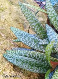 Image result for Ledebouria Unidentified sp. no4.
