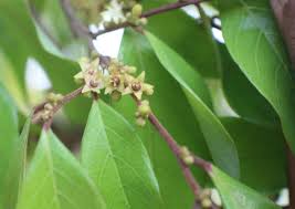 Image result for Cleistanthus