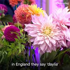Dahlia pronunciation with meanings, synonyms, antonyms, translations, sentences and more what is the correct pronunciation of the name cristiano ronaldo? This Morning How Do You Pronounce Dahlias Facebook