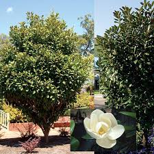 Magnolia Grandiflora Mgtig Pbr Greenback R The Gorgeous Evergreen Greenback Magnolia Featu Magnolia Grandiflora Trees For Front Yard Heat Tolerant Plants