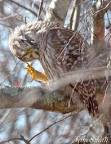 Image of Barred Owl talons