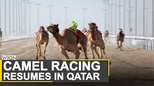 The camelcamelcamel platform is defined as following amazon's free price that tracks millions of products and notifies us when daniel green founded camelcamelcamel in 2008 with camel x and has been working on it since then. Camels Are Back On Track In Qatar Races Were Interrupted In February Due To Covid 19 Pandemic Youtube