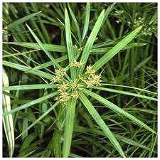 Check out our pond brown selection for the very best in unique or custom, handmade pieces from did you scroll all this way to get facts about pond brown? Cyperus Involucratus Rooted In 11cm Basket