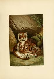 1 Our Living World Biodiversity Heritage Library Chromolithograph Animal Graphic Animals