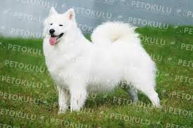 American Eskimo Dog Egitimi Ve Ozellikleri Pet Okulu