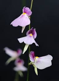 Image result for Utricularia