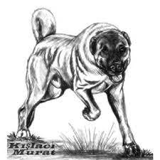 kislaci hashtag instagram tag instagramkusu com kangal kopegi drawing hayvanlar