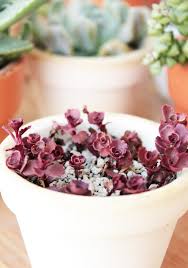 For many cacti and succulents turning purple or brown is a sign of stress. How To Make Dragon S Blood Sedum Bloom Succulents Box