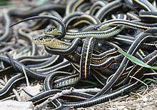 Maybe you would like to learn more about one of these? Garter Snake Wikipedia