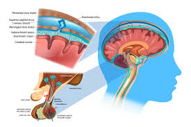 Den forlengede marg , medulla oblongata , forlengede marg. Brain Anatomy The Function Og Lag Av Hjernehinnene