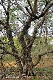 Image result for Pappea capensis