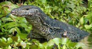 Lizards don't seem to mind the. Monitor Lizards Animal Encounters Do S And Don Ts Gardens Parks Nature National Parks Board Nparks