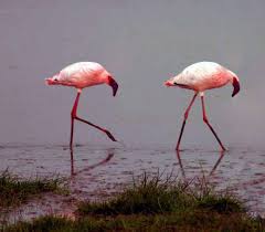 Bird With No Feathers On Neck 28 Animals That Look Way Better With No Necks Flamingo Facts Animal Facts Flamingo