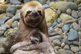 Learn about the amazon rainforest and the endangered animals that live there! Animals In The Amazon Rainforest Pictures Info Facts