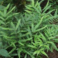 Image result for Pteris auquieri