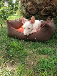 Bull Terrier Yavrulari Bull Terrier Yavrulari Kopek Kopekseverler Kopeksahiplendirme Kopekyavrusu Ev Bull Terrier English Bull Terriers Fox Terrier