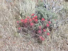 March 2015 | nampa idaho, flowers. Stueby S Outdoor Journal Wildflowers Are Blooming Some Tips On Where To Hike And See Wildflowers In Boise