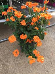 In india it is known as kanakambaram in the south and aboli or. Crossandra Infundibuliformis Marmalade Firecracker Flower Etsy Flower Bed Plants Plants Planting Flowers