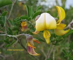 Image result for Crotalaria capensis