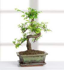 Bonsai ağacı şekil olarak diğer ağaçlardan çok çok daha ufak olmasına rağmen onlardan herhangi bir farklı yönü yok. Bonsai Agaci Nasil Yetistirilir 20 Kritik Bakim Ipucu