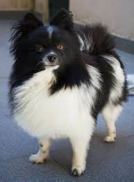 Black And White Maltese Pomeranian Mix White And Black Pomeranian Puppies Zoe Fans Blog Pomeranian Chihuahua Mix Black Pomeranian Pomeranian Puppy
