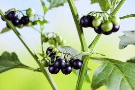 Image result for Solanum americanum
