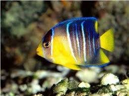 Melek Baliklari Angelfish Balik Melek Akvaryum