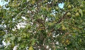 Tanaman ini memerlukan lahan yang luas untuk menanamnya. Cara Menanam Alpukat Yang Dapat Meningkatkan Hasil Panen