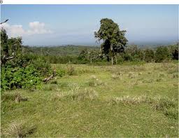 Image result for Cyathea mildbraedii