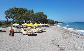 Image result for Sorindeia rhodesica