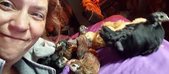 Where do chickens lay eggs?