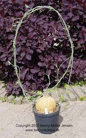 Image result for Coccinia sessilifolia