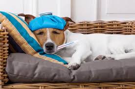 You have to apply its maximum three times a day, and that is for normal situations. Benadryl For Dogs Benadryl Diphenhydramine Dosage For Dogs