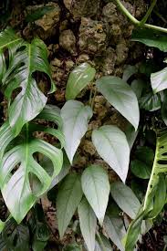 Pin On Plant