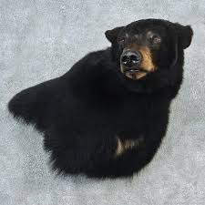 Black Bear Half Mounts Prices Black Bear Shoulder Wall Pedestal Taxidermy Mount For Sale Black Bear Bear Mounts Taxidermy