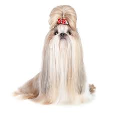 Brave dog hao (male) : Chinese Dog Names Male Female Names From This Vast Country