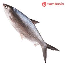 Jul 19, 2021 · daging ikan itu biasanya akan dicampur dengan terasi atau tempoyak. Ikan Bandeng Kecil 500gram Tumbasin