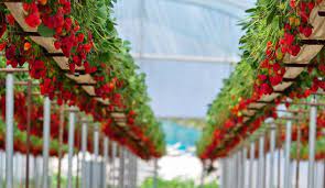 Leave them there for 1 hour. Growing Strawberry How To Grow Strawberry Haifa Group