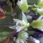 Image result for Calyptrochilum christyanum