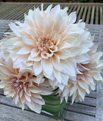 While wedding trends come and go, flowers are always in style. Cafe Au Lait Dahlia