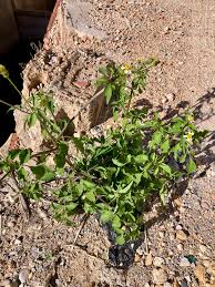 Image result for Bidens oligoflora