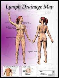 The Ultimate Way To Detox And How Lymphatic Drainage Therapy Actually Works Healyounaturally