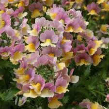 Image result for Nesaea ramosa