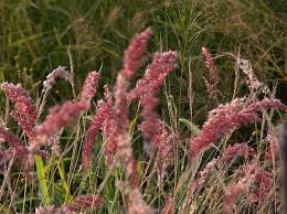 Image result for Melinis longiseta