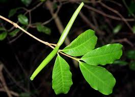 Image result for Mascarenhasia